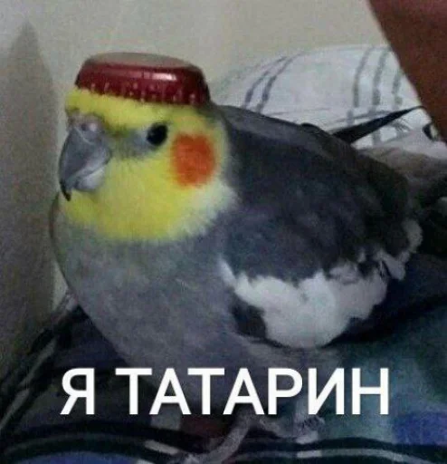Cute Parrots Meme sticker 🌚