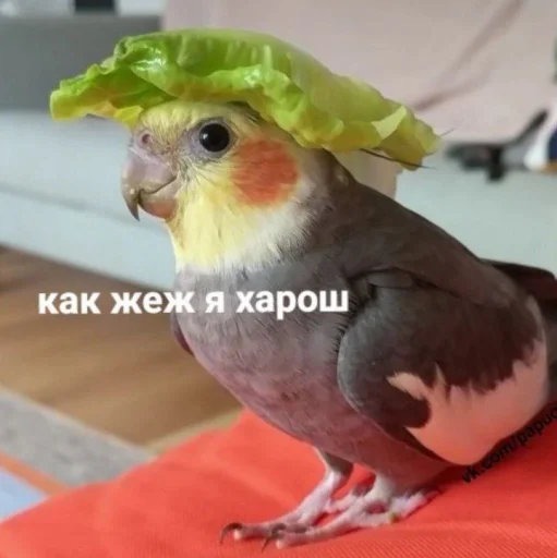 Эмодзи Cute Parrots Meme 😌