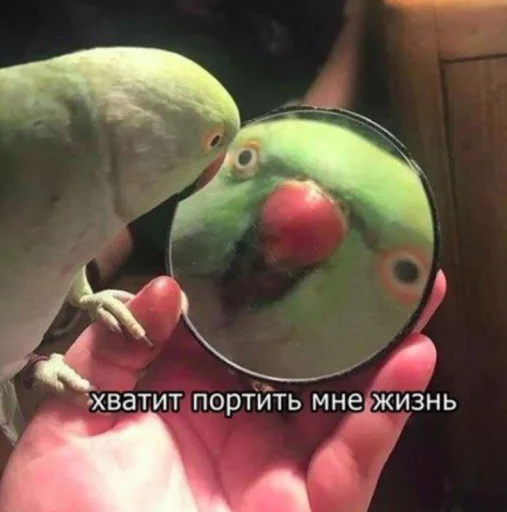 Эмодзи Cute Parrots Meme 😐