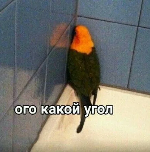 Cute Parrots Meme stiker 🙈