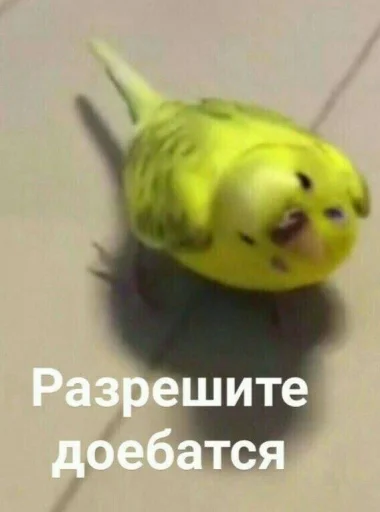 Cute Parrots Meme sticker 🤨