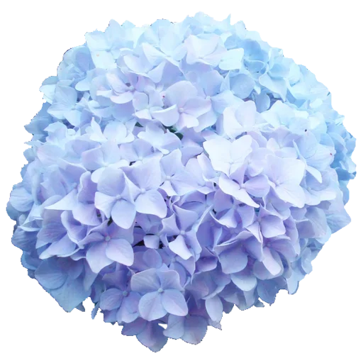 Flowers for you emoji 👾