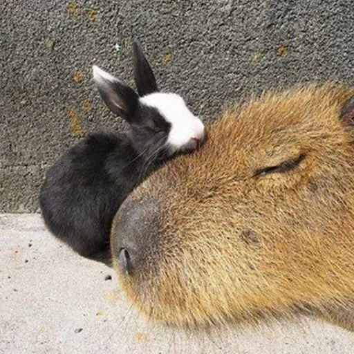 Telegram Sticker «capybara» 🥶
