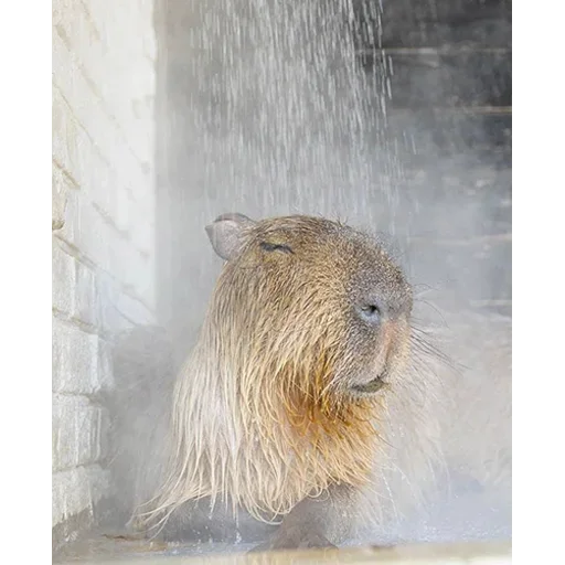 Telegram stiker «capybara» 🥶