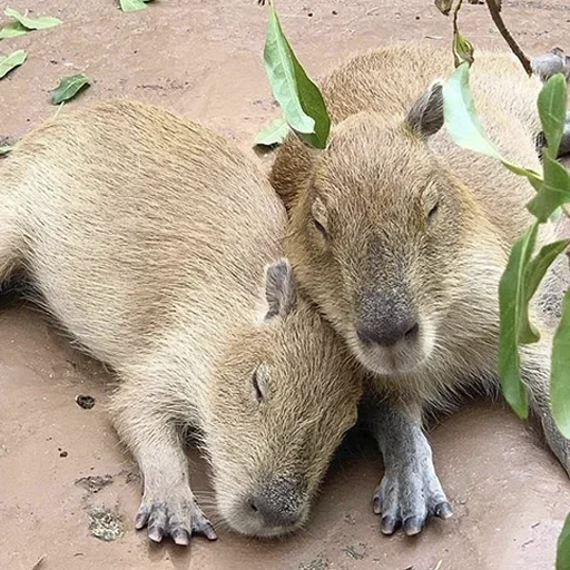 Telegram stiker «capybara» 🥶