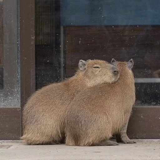 Стикер capybara 🥶