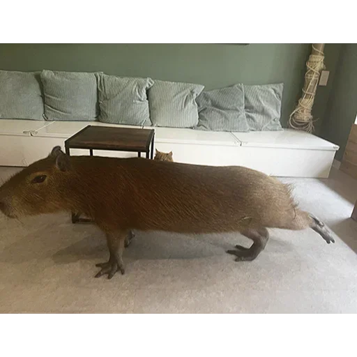 Telegram Sticker «capybara» 🥶