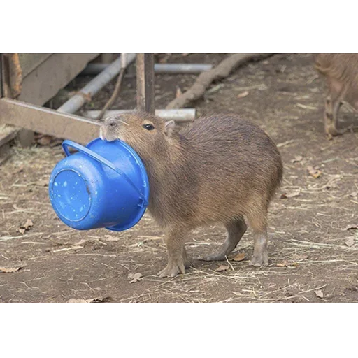 capybara sticker 🥶