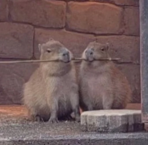 Стікери телеграм capybara