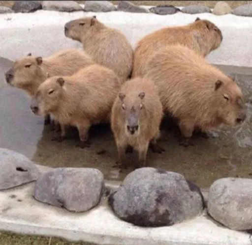 Стикер capybara 👯‍♀️