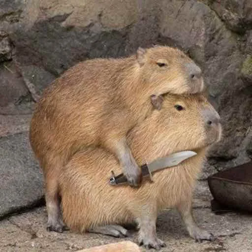 Стикер capybara 👿