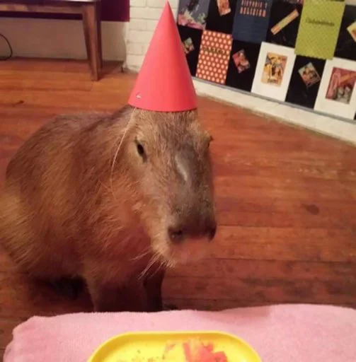 Стикер capybara 🥳