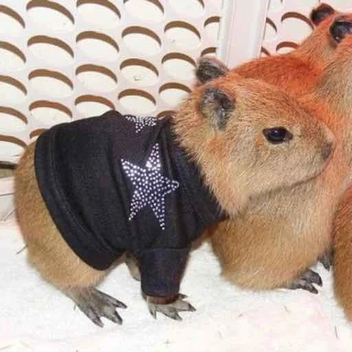 Стикер capybara ✨