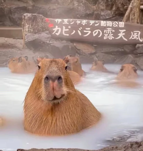 Стикер capybara 😏