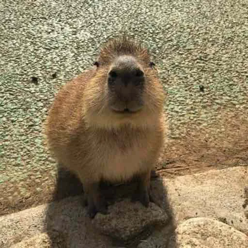 Стикер capybara 😙