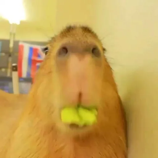 Стикер capybara 😮