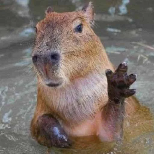 Стикер capybara 🤚