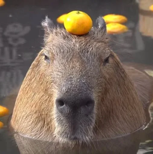 Стикер capybara 🤨