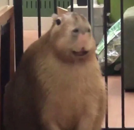 Стикер capybara 😀