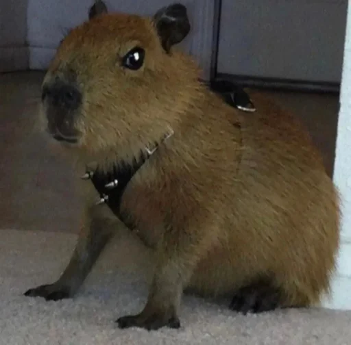 Стикер capybara 😎