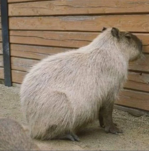 Стикер capybara 😶