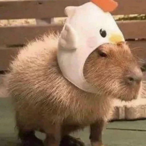 Стикер capybara 🐓