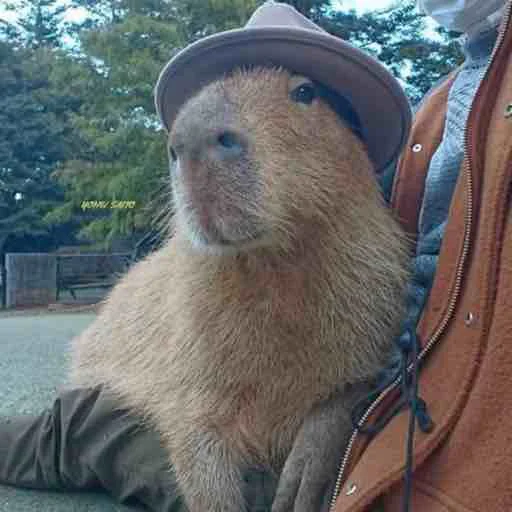 Стикер capybara 🥸