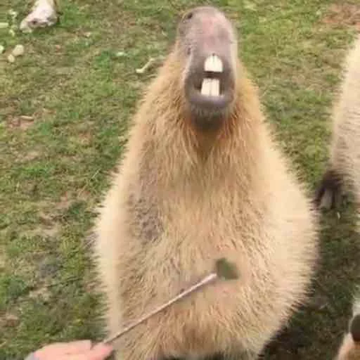 Стикер capybara 😲