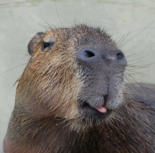 Стикер capybara 😛