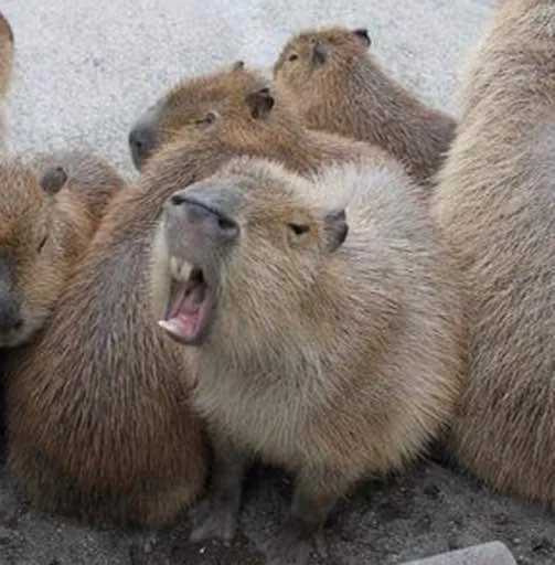 Стикер capybara 🤬