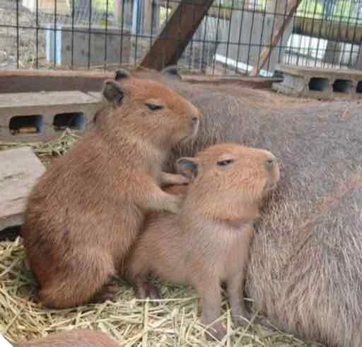Стикер capybara 😌