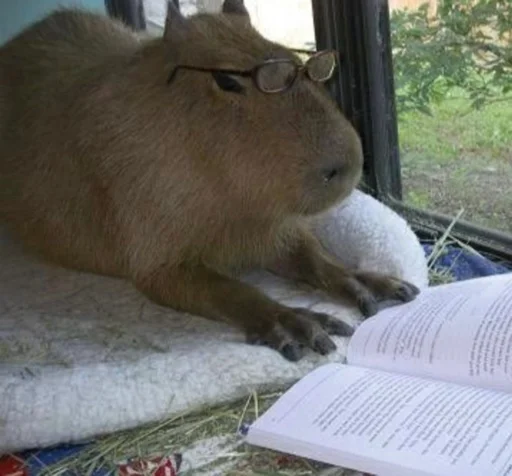 Стикер capybara 🤓
