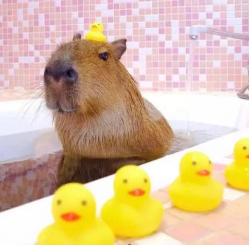 Стикер capybara 🛀