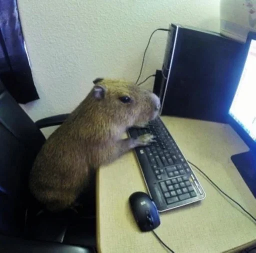 Стикер capybara 👩‍💻