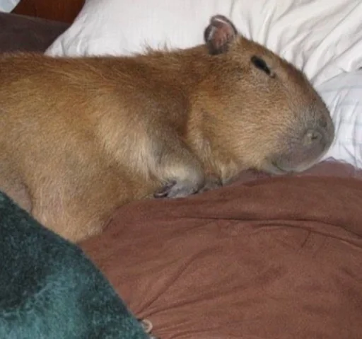 Стикер capybara 😴
