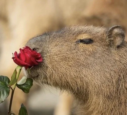 Стикер capybara 🌹