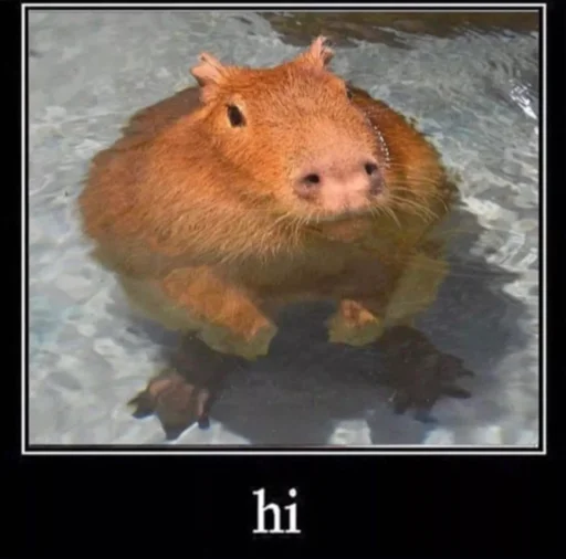Стикер capybara 👋