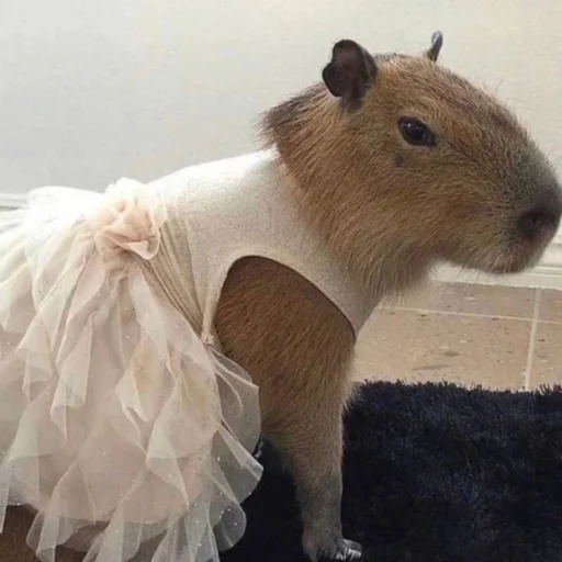 Стикер capybara 🎀