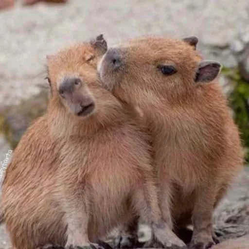 Стикер capybara 😘