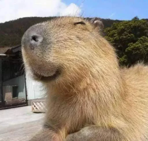 Стикер capybara 😊