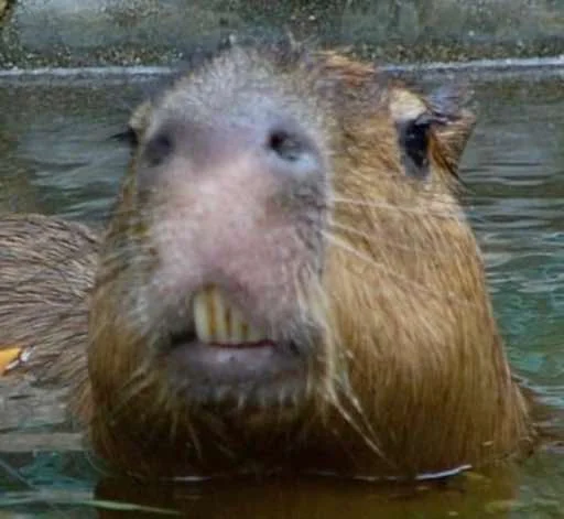 Стикер capybara 😬