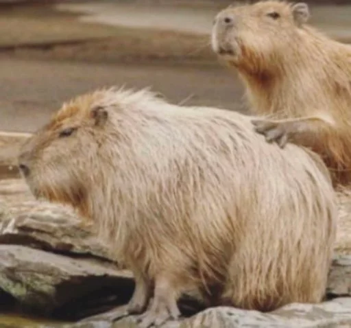 Стикер capybara 😞
