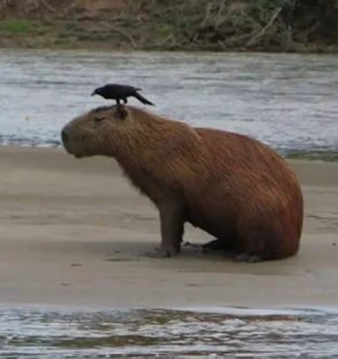Стикер capybara 😞