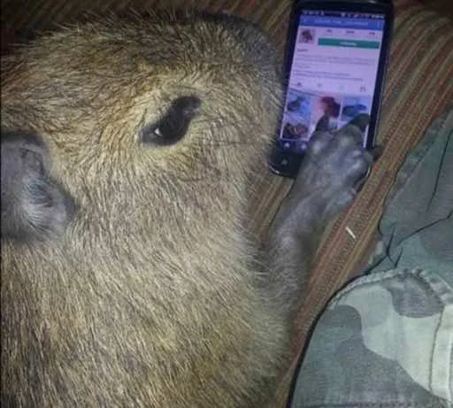 Стикер capybara 🤳