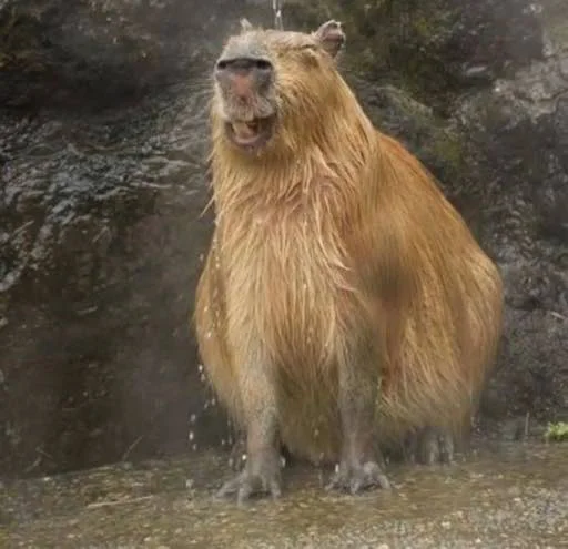 Стикер capybara 😅