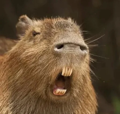 Стикер capybara 👺