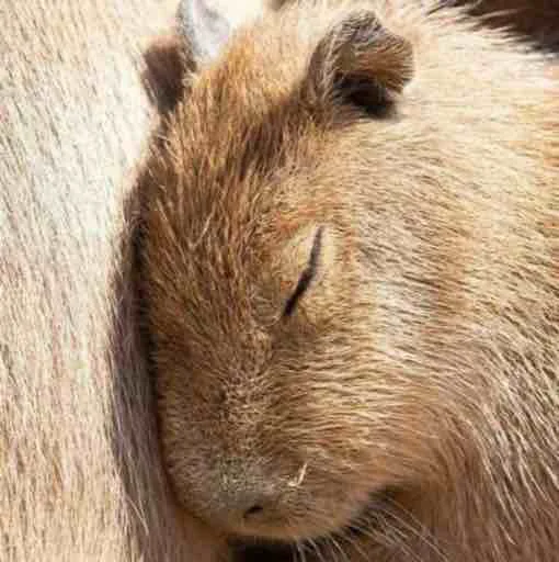 Стикер capybara 😪