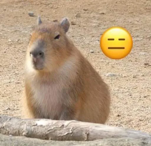 Стикер capybara 😑