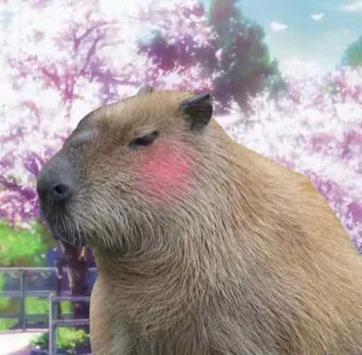 Стикер capybara 🥺