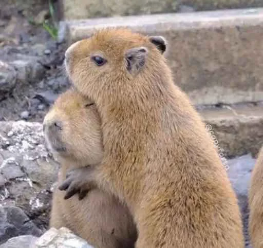 Стикер capybara 🤗